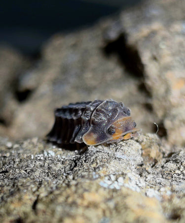Isopoda sp. Shiny gator Isopods